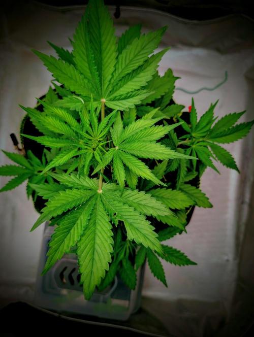 RED GORILLA 🦍 Girl XL Auto. Week 5