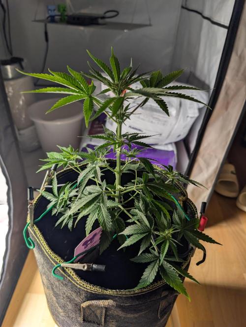 Gigabrain Auto / Anesia Seeds. Week 5 - Blüte angefangen erste Woche 