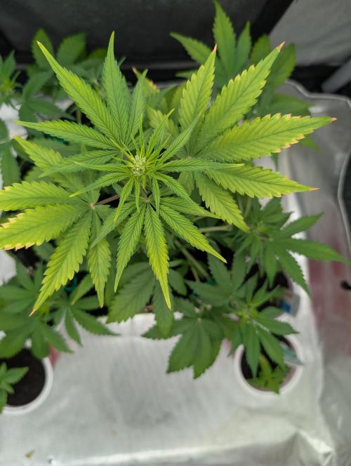 Giga Brain Auto. Week 5