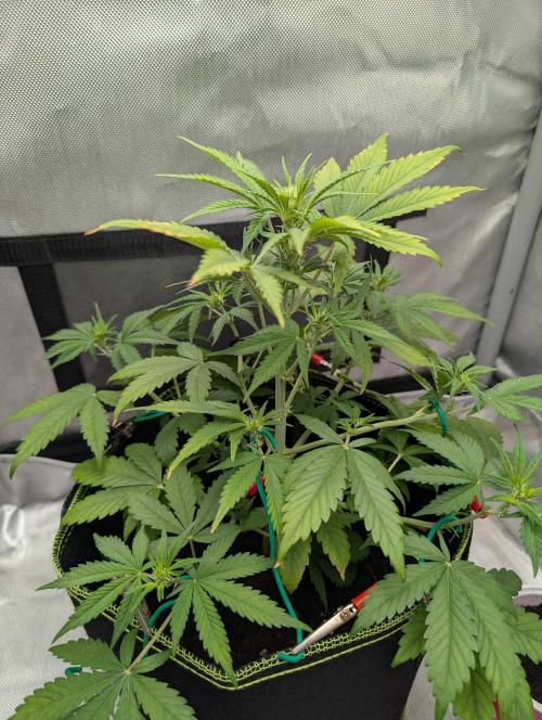 RED GORILLA 🦍 Girl XL Auto. Week 5