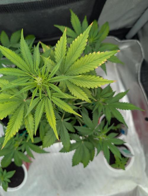 RED GORILLA 🦍 Girl XL Auto. Week 5
