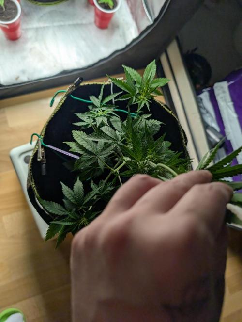Gigabrain Auto / Anesia Seeds. Week 5