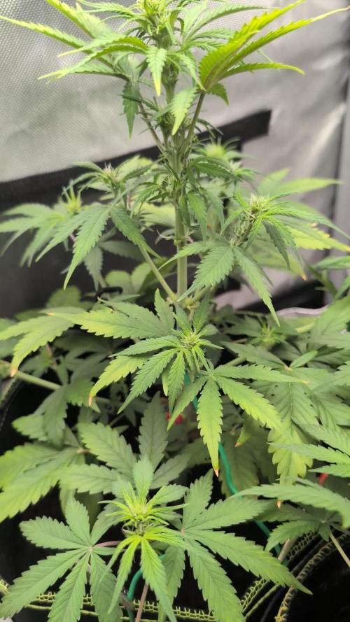RED GORILLA 🦍 Girl XL Auto
