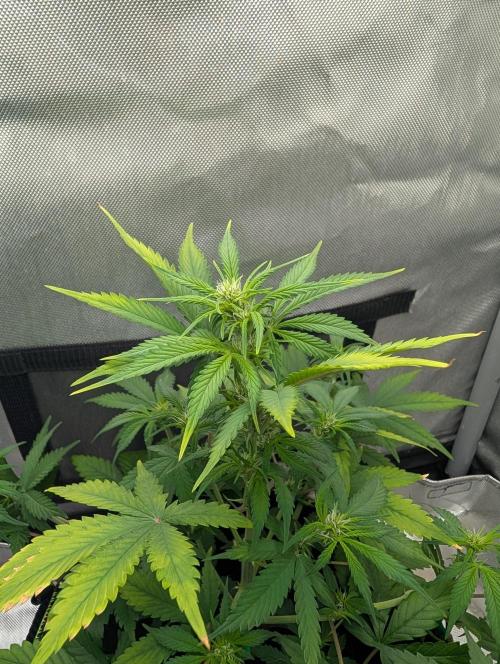 RED GORILLA 🦍 Girl XL Auto. Week 6
