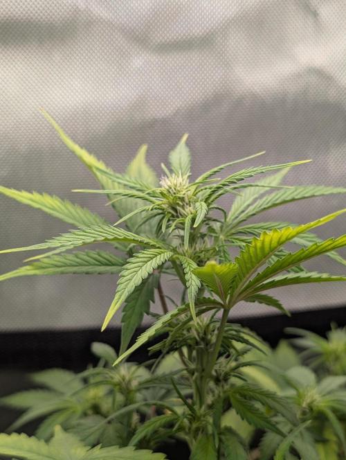 RED GORILLA 🦍 Girl XL Auto. Week 6