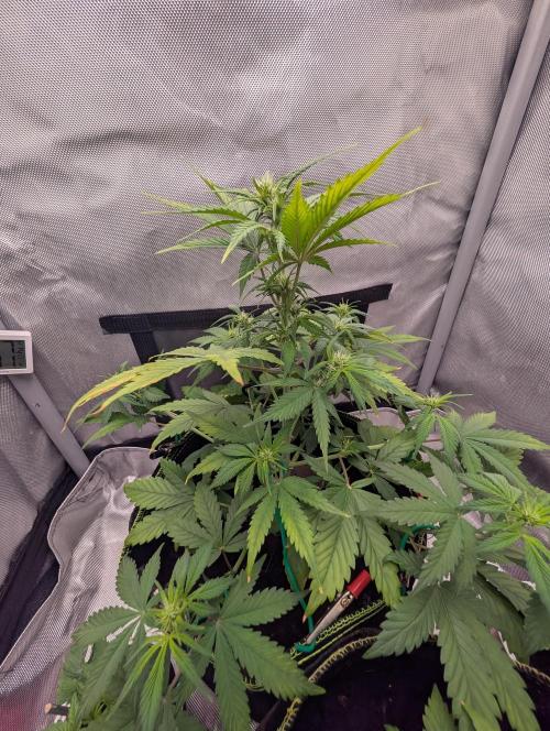 RED GORILLA 🦍 Girl XL Auto. Week 6