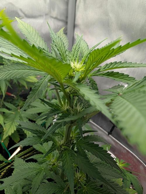 Gigabrain Auto / Anesia Seeds. Week 6