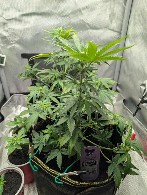 Gigabrain Auto / Anesia Seeds. Week 6