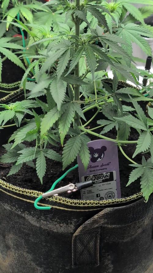 Gigabrain Auto / Anesia Seeds