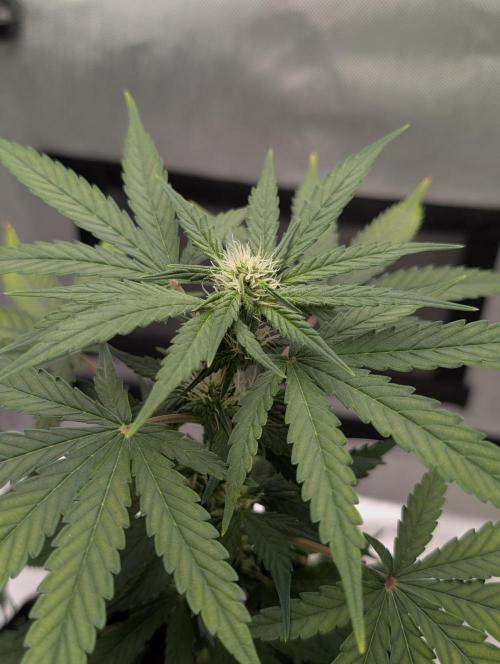 Gigabrain Auto / Anesia Seeds. Week 7