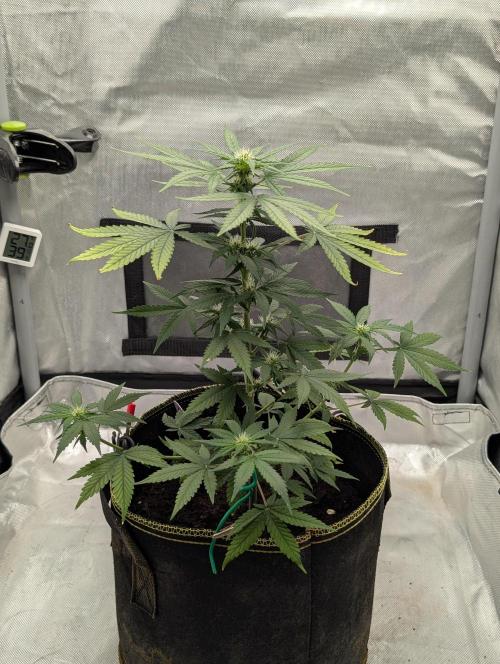 Gigabrain Auto / Anesia Seeds. Week 7