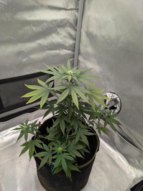 Gigabrain Auto / Anesia Seeds. Week 7