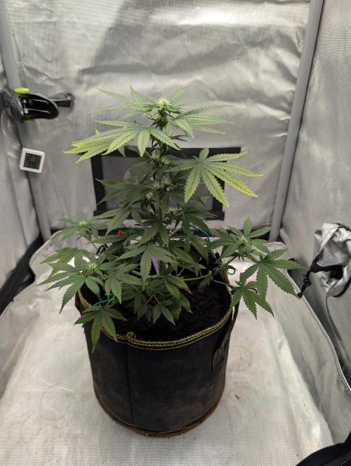 Gigabrain Auto / Anesia Seeds. Week 7
