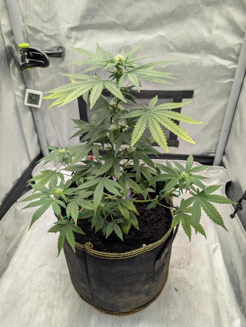 Gigabrain Auto / Anesia Seeds. Week 7