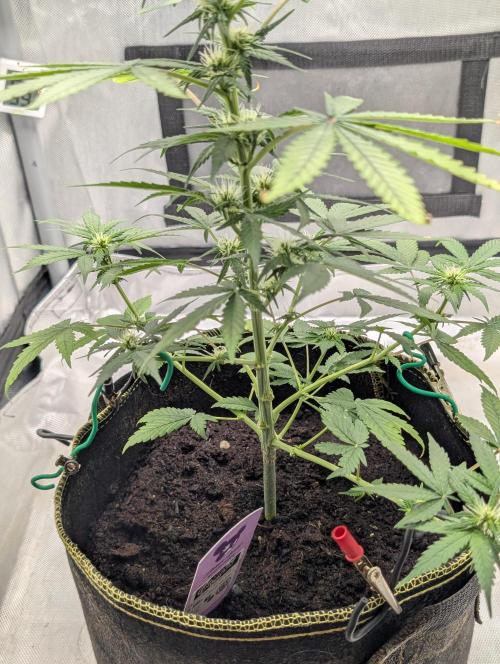 Gigabrain Auto / Anesia Seeds. Week 7