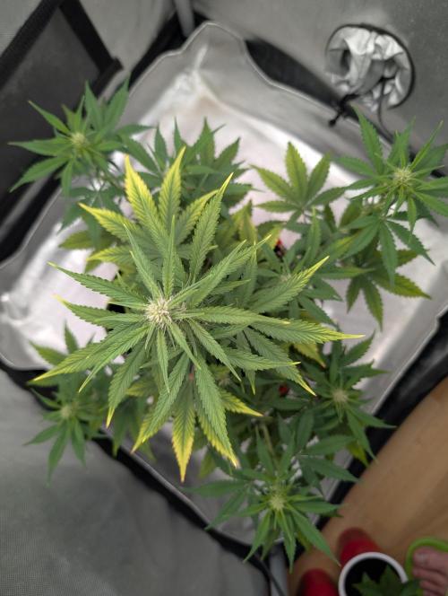 RED GORILLA 🦍 Girl XL Auto. Week 7