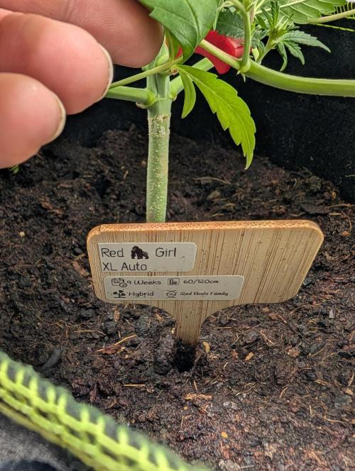 RED GORILLA 🦍 Girl XL Auto. Week 7
