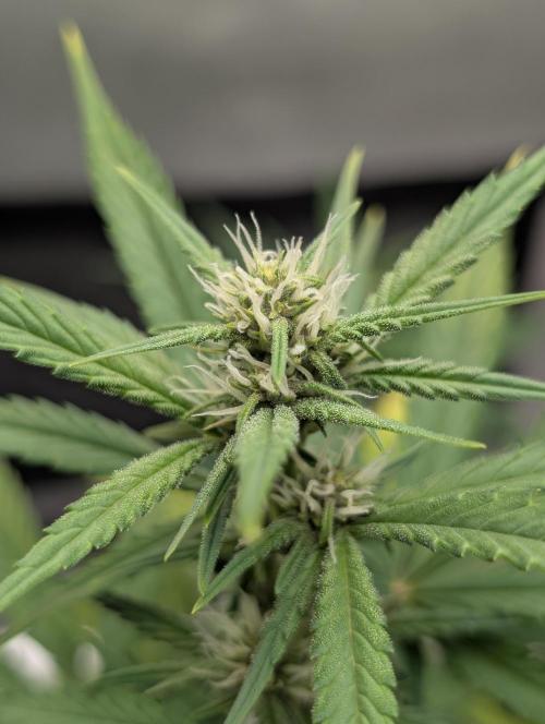 RED GORILLA 🦍 Girl XL Auto. Week 7