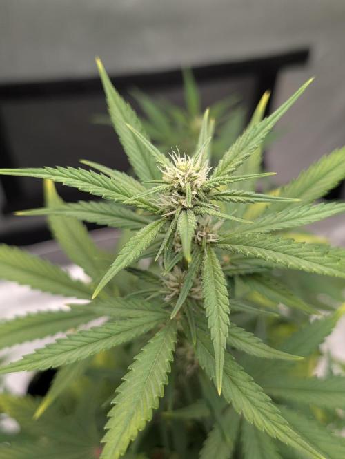 RED GORILLA 🦍 Girl XL Auto. Week 7