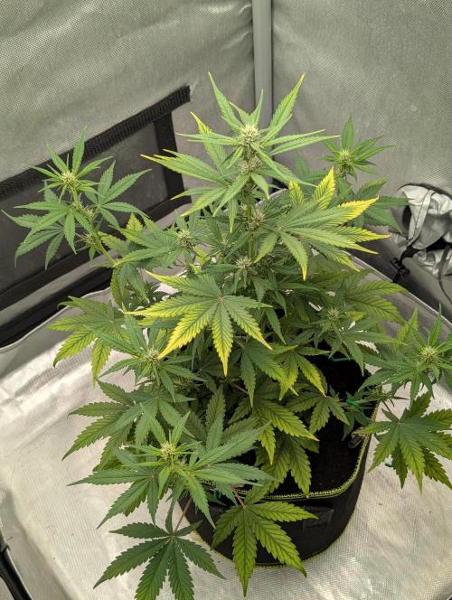 RED GORILLA 🦍 Girl XL Auto. Week 7