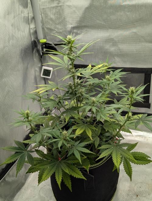 RED GORILLA 🦍 Girl XL Auto. Week 7