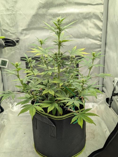 RED GORILLA 🦍 Girl XL Auto. Week 7