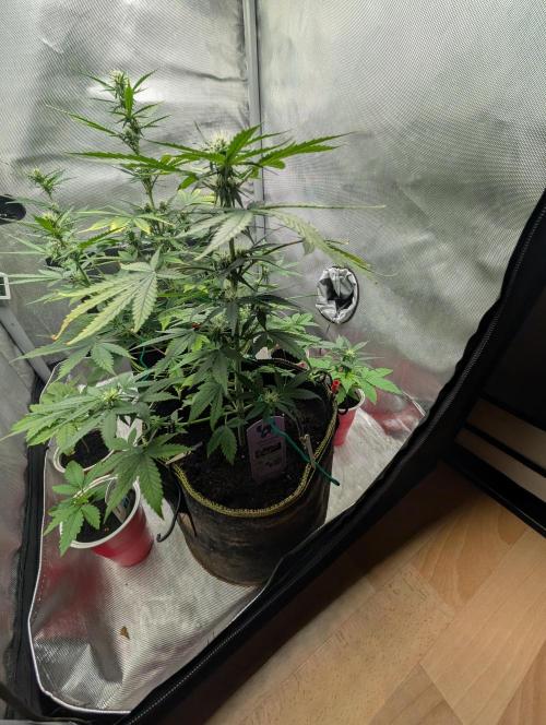 Gigabrain Auto / Anesia Seeds. Week 7