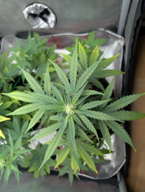 Gigabrain Auto / Anesia Seeds. Week 7
