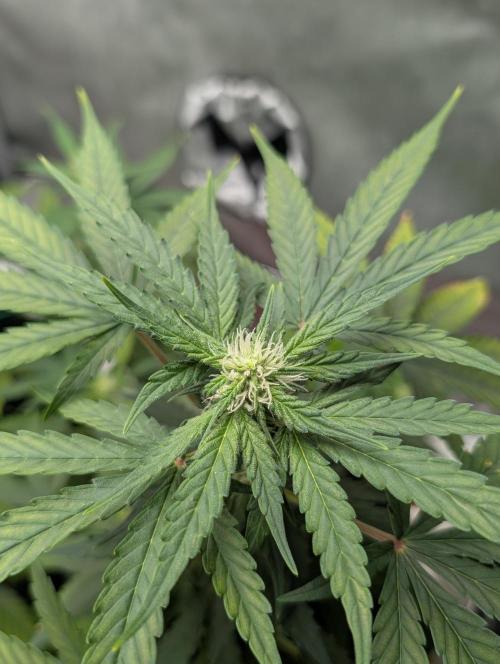Gigabrain Auto / Anesia Seeds. Week 7