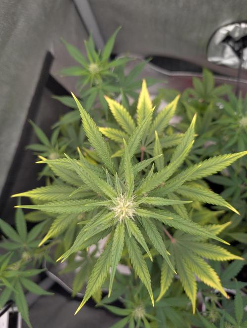 RED GORILLA 🦍 Girl XL Auto. Week 7