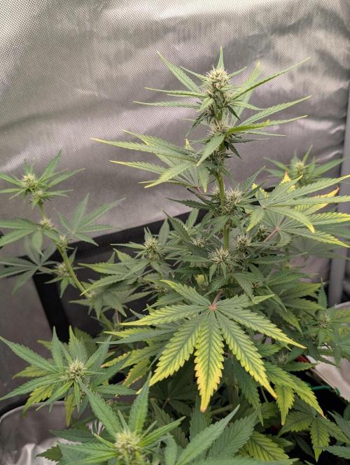 RED GORILLA 🦍 Girl XL Auto. Week 7 - nach der Defolation heute