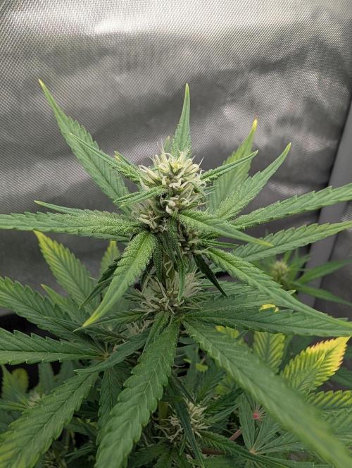 RED GORILLA 🦍 Girl XL Auto. Week 7 - 16.04.2026