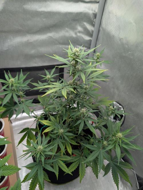 RED GORILLA 🦍 Girl XL Auto. Week 7 - 16 04.2026