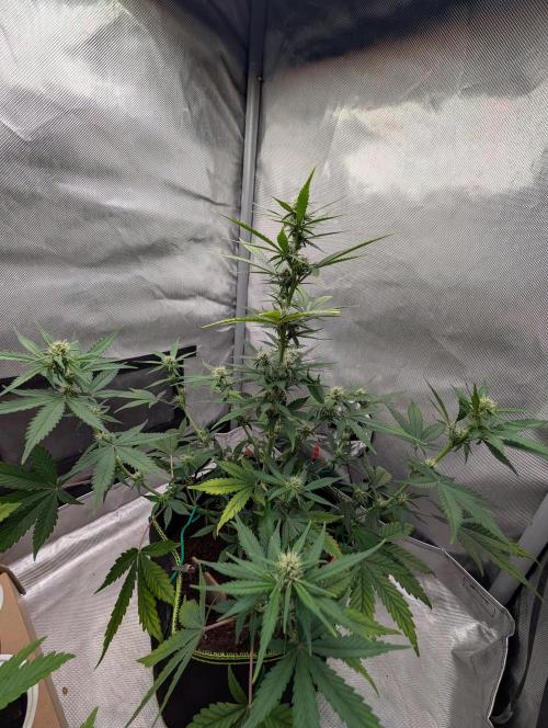 RED GORILLA 🦍 Girl XL Auto. Week 7 - 16.april 2026