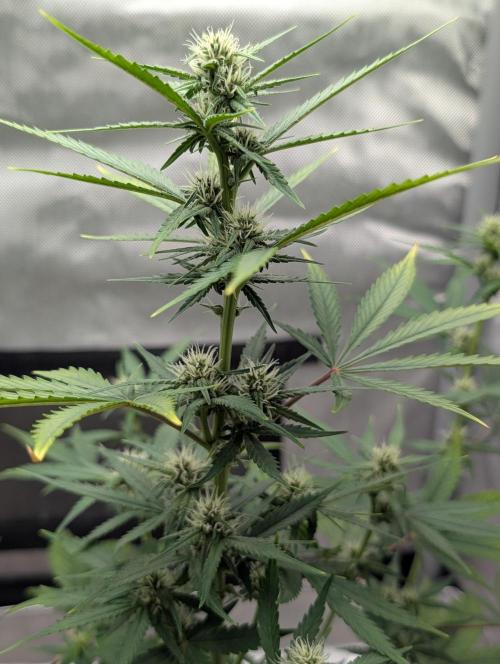 RED GORILLA 🦍 Girl XL Auto. Week 7 - 2026 16 april