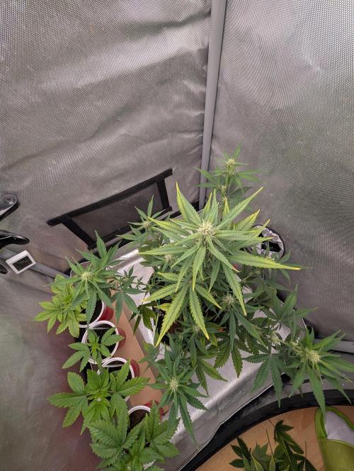 RED GORILLA 🦍 Girl XL Auto. Week 7 - von oben 