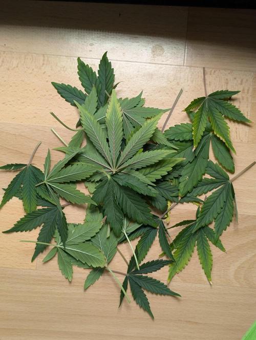 RED GORILLA 🦍 Girl XL Auto. Week 7 - so viel heut defoliert 