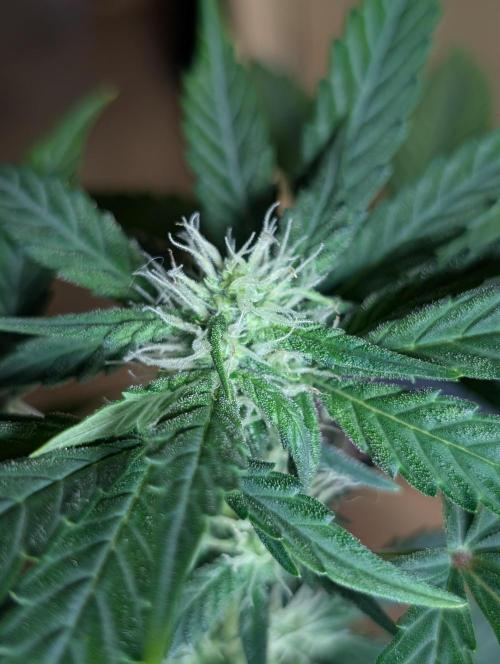 Gigabrain Auto / Anesia Seeds. Week 7