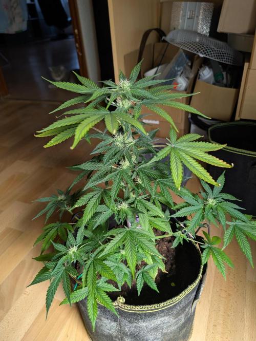 Gigabrain Auto / Anesia Seeds. Week 7