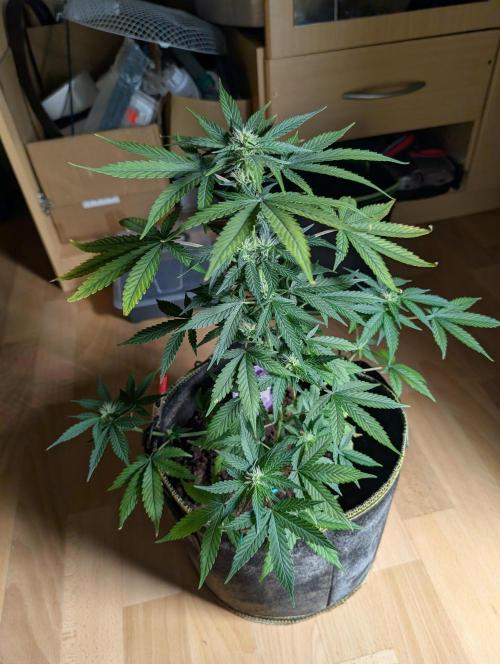 Gigabrain Auto / Anesia Seeds. Week 7