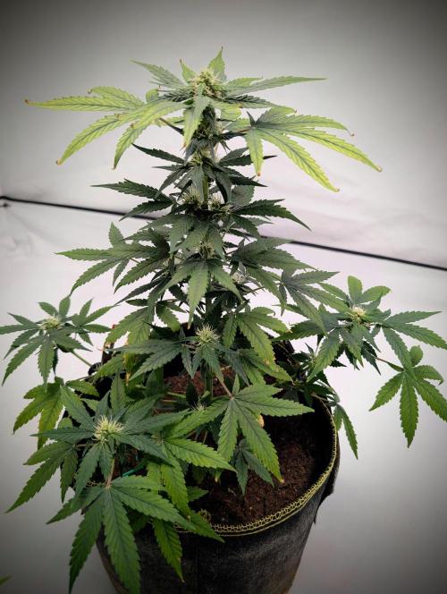 Gigabrain Auto / Anesia Seeds. Week 8 - von der Seite 