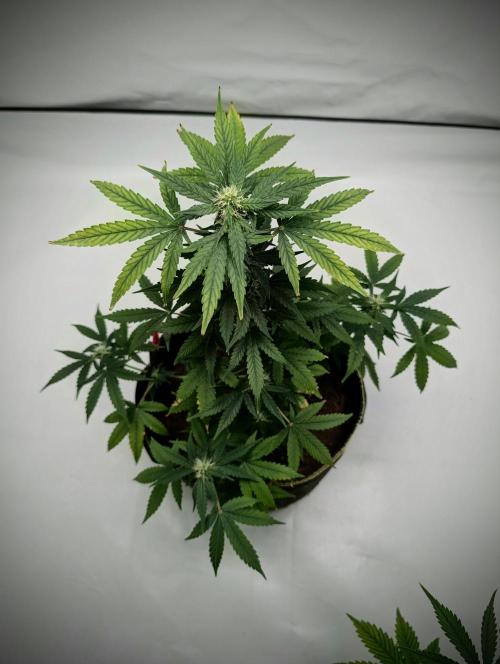 Gigabrain Auto / Anesia Seeds. Week 8 - von oben 