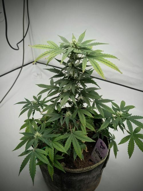 Gigabrain Auto / Anesia Seeds. Week 8 - leider eine kleine geworden ?