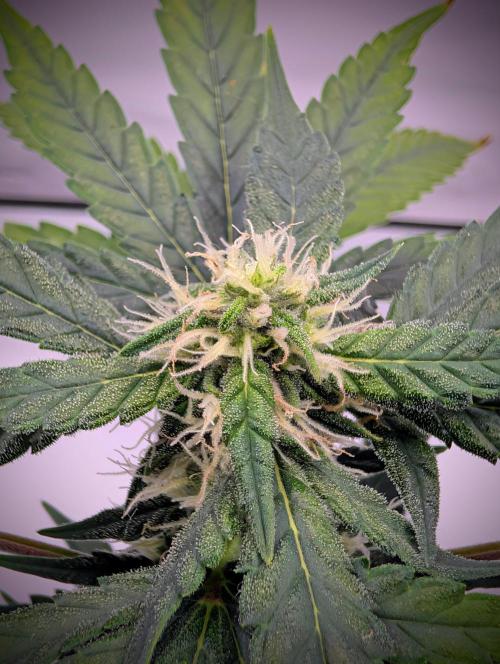 Gigabrain Auto / Anesia Seeds. Week 8 - Blütenbildung sichtbar mit Trichome