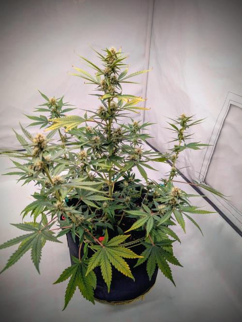 RED GORILLA 🦍 Girl XL Auto. Week 8 - snur leichtes LST