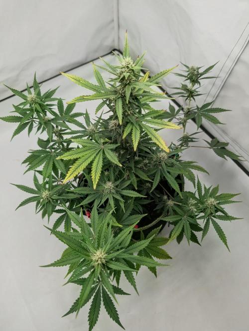 RED GORILLA 🦍 Girl XL Auto. Week 8 - süper 