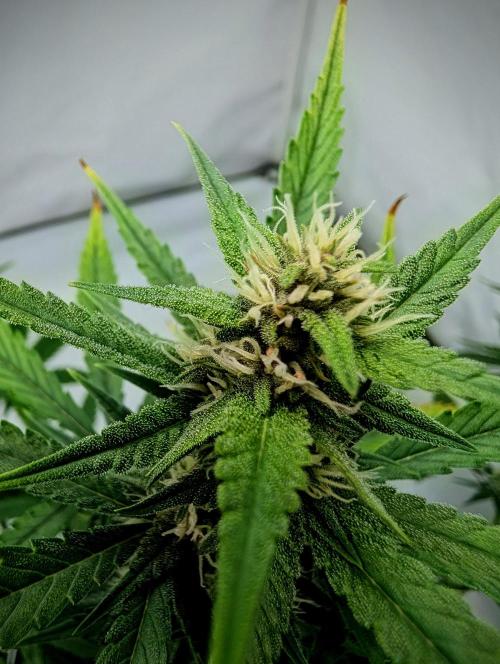 RED GORILLA 🦍 Girl XL Auto. Week 8 - hauptbud
