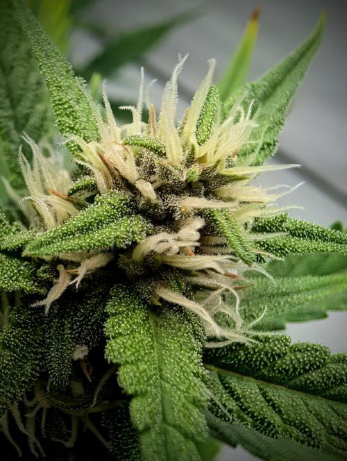 RED GORILLA 🦍 Girl XL Auto. Week 8 - stammbud