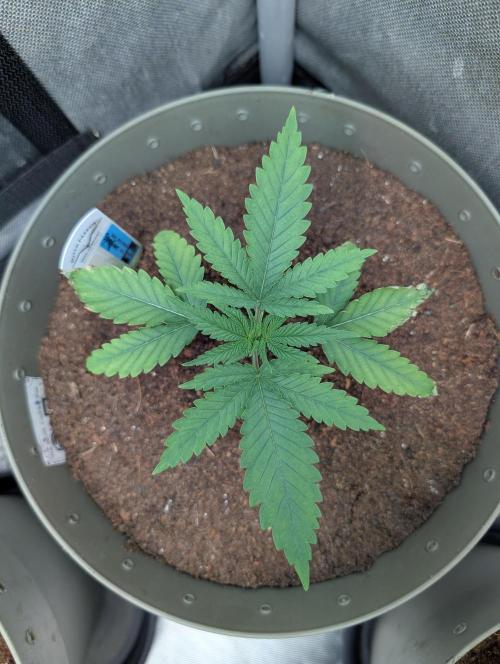 Devil Cookies One,Tropical ICE Cream One. Week 4