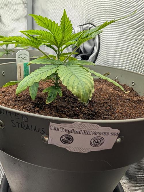 Devil Cookies One,Tropical ICE Cream One. Week 4